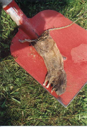 noch ein Mitbewohner